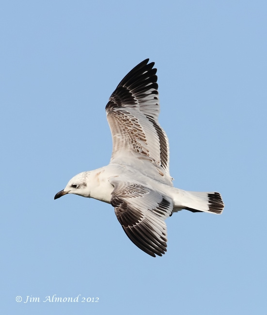 Mediterraneran Gull 1st  Winter flight  upperwing 29 9 12  IMG_0064